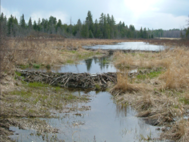 Beaver Dams Help to Create Wetland Corridors