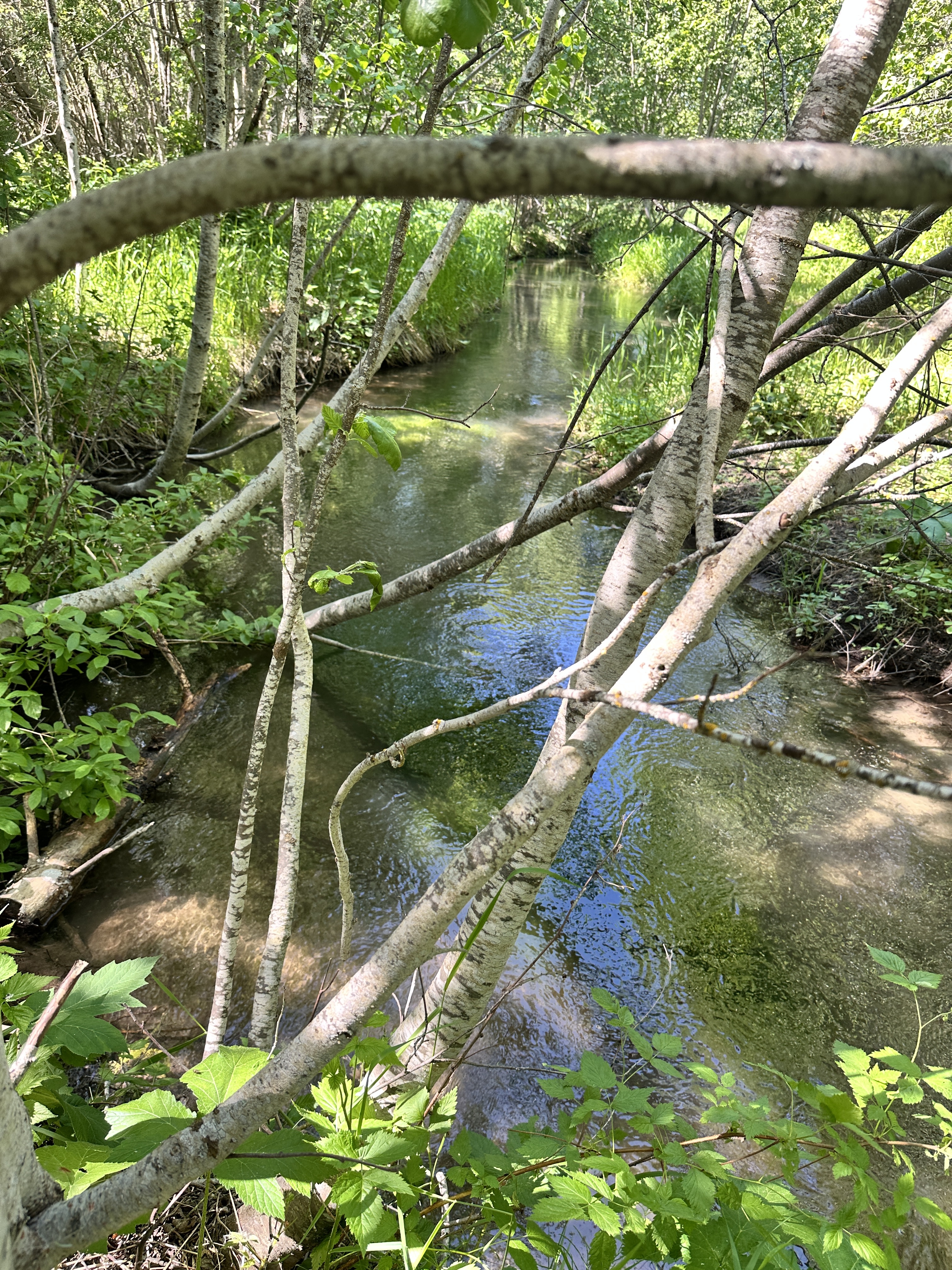 Eden Creek 2025
