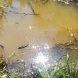Knight Creek - July 2025