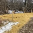 Ground protection during and after the replacement.