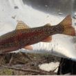 Fish salvaged during installation.