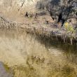 Adding willows to stabilize the bank.