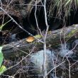 TwinCk-culvert copy 2.jpg