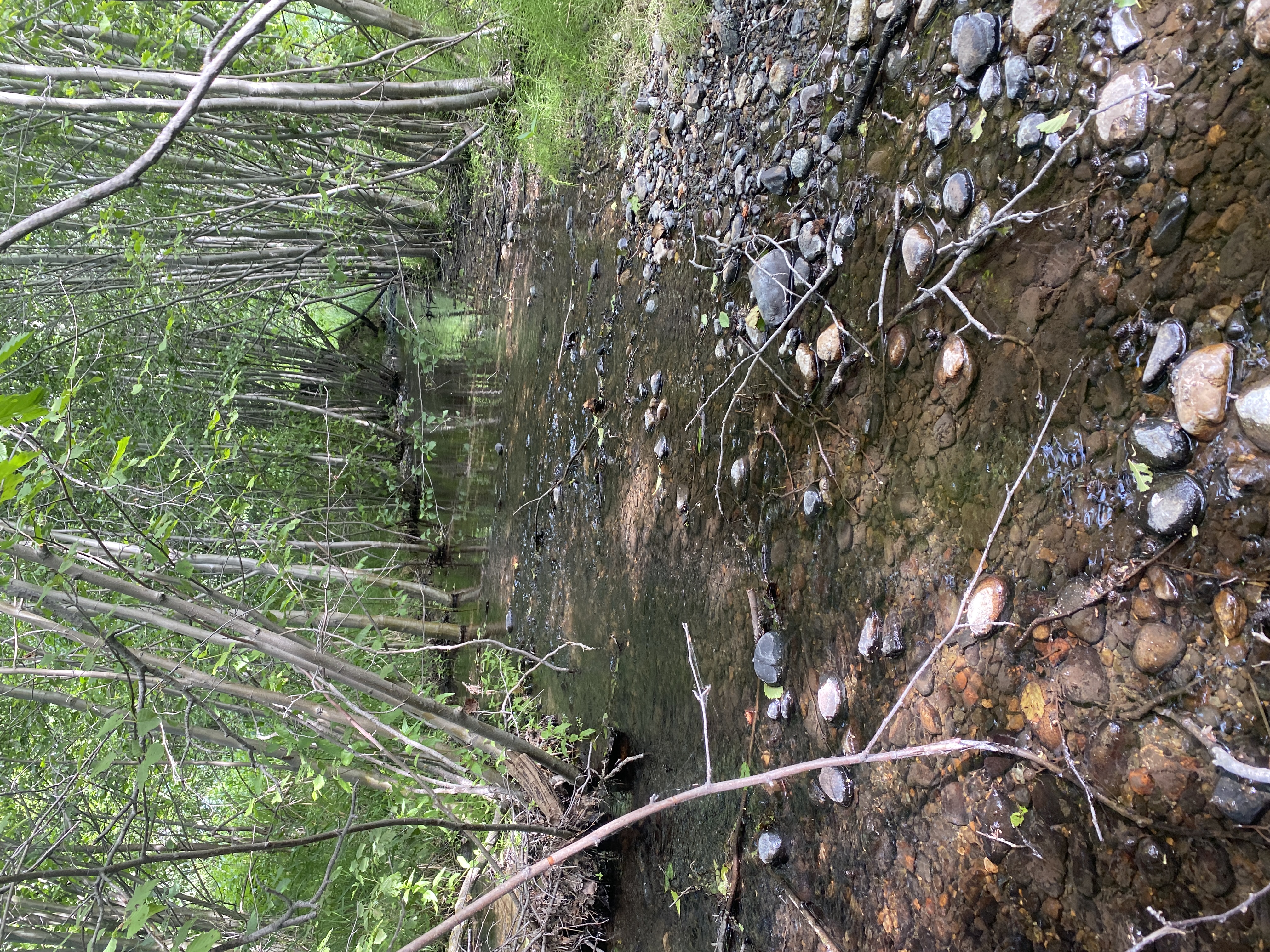 Success on Murray Creek